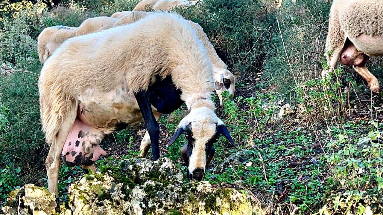 Μια μέρα με τα πρόβατα, A day with the Sheep 🐑 Ovejas, Koyun, Ovehla #sheep #greece #ovejas