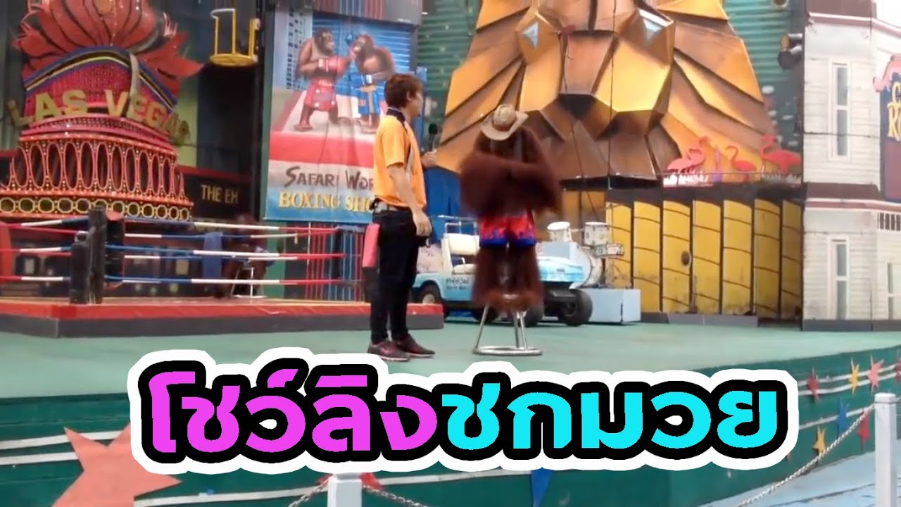 โชว์ลิงชกมวย