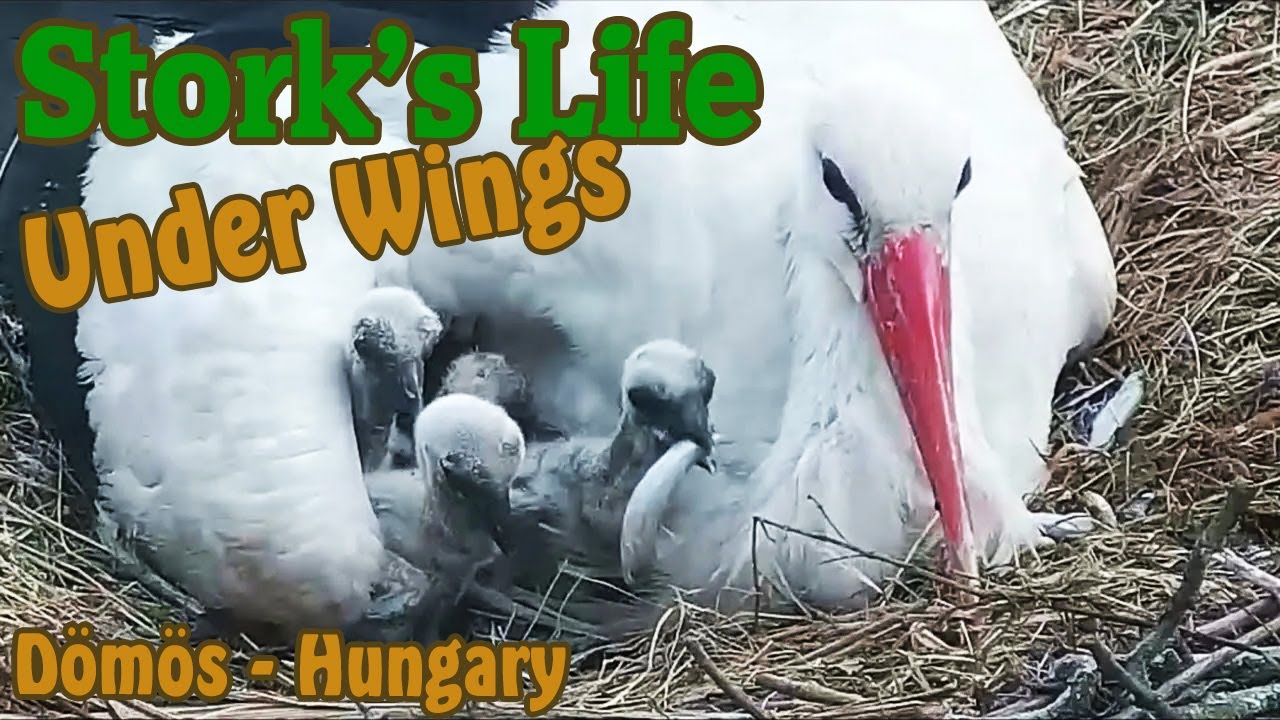 Under wings - Szárnyak alatt - Birdmania Dömös, Hungary - 2021.05.18 @TamasBirds