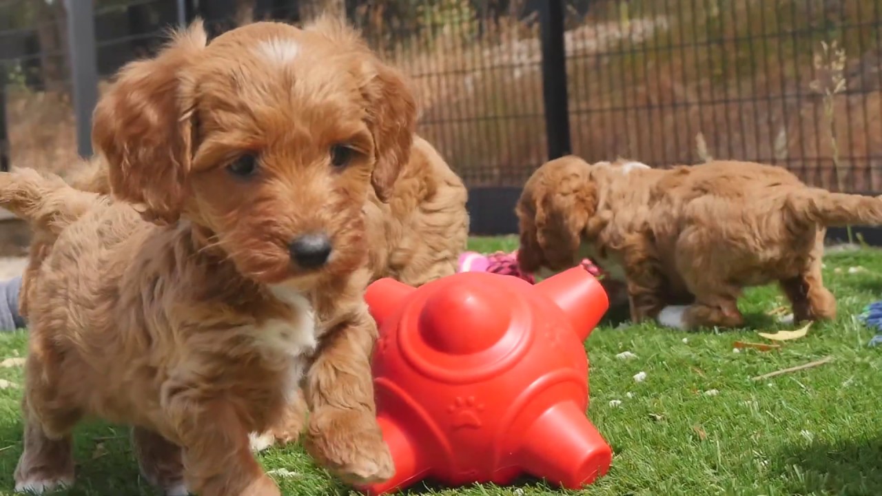 Miniature Spoodle puppies #CHEVROMIST