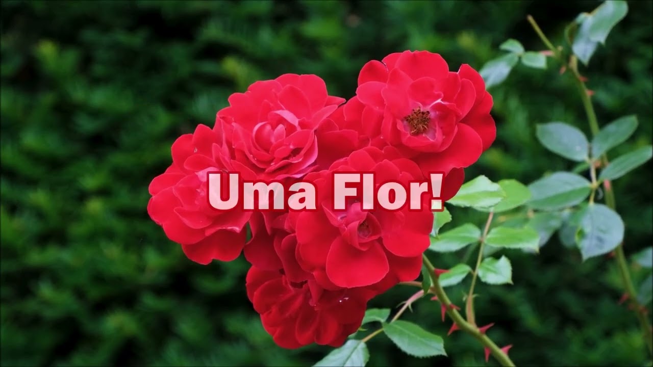 "Rosa Vermelha" Play Back Com Letras ( Mara Lima )