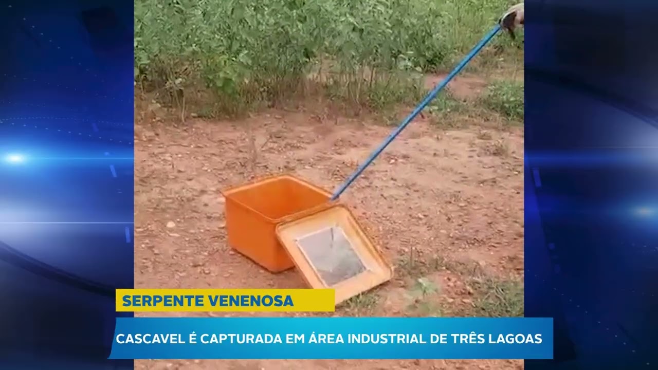 Cascavel é capturada em área industrial de Três Lagoas por militares da PMA