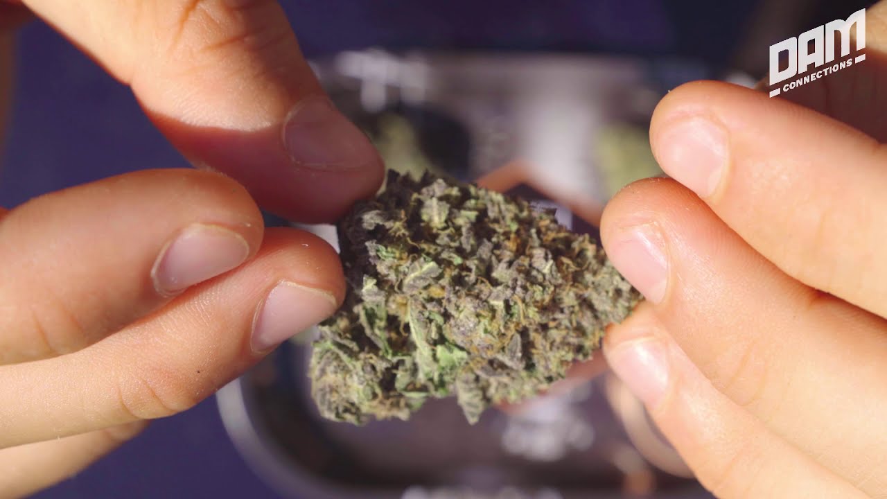 Easy Times Strain Review Sherbet OG | Dam Connections