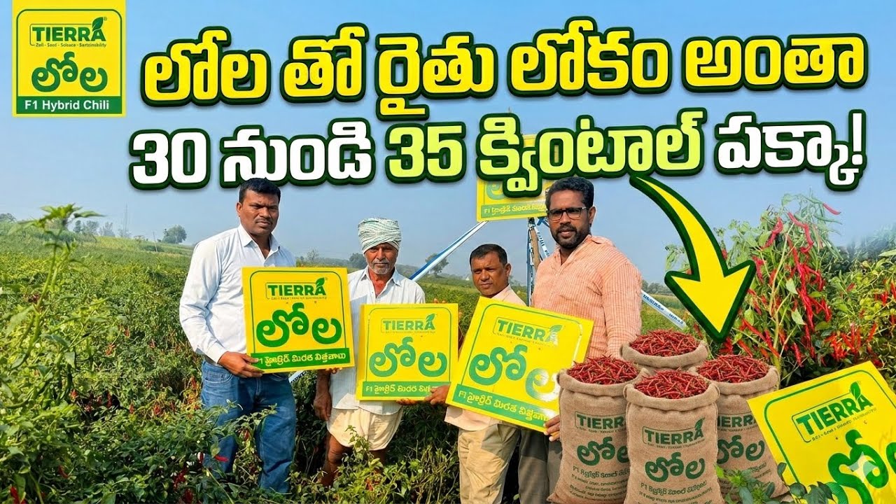 “Lola 🌶️ తో రైతు ఛాలెంజ్ 🔥 | 30–35 క్వింటాళ్లు అంటున్న రైతు!” #mdhasanagritech #viral #trending 
