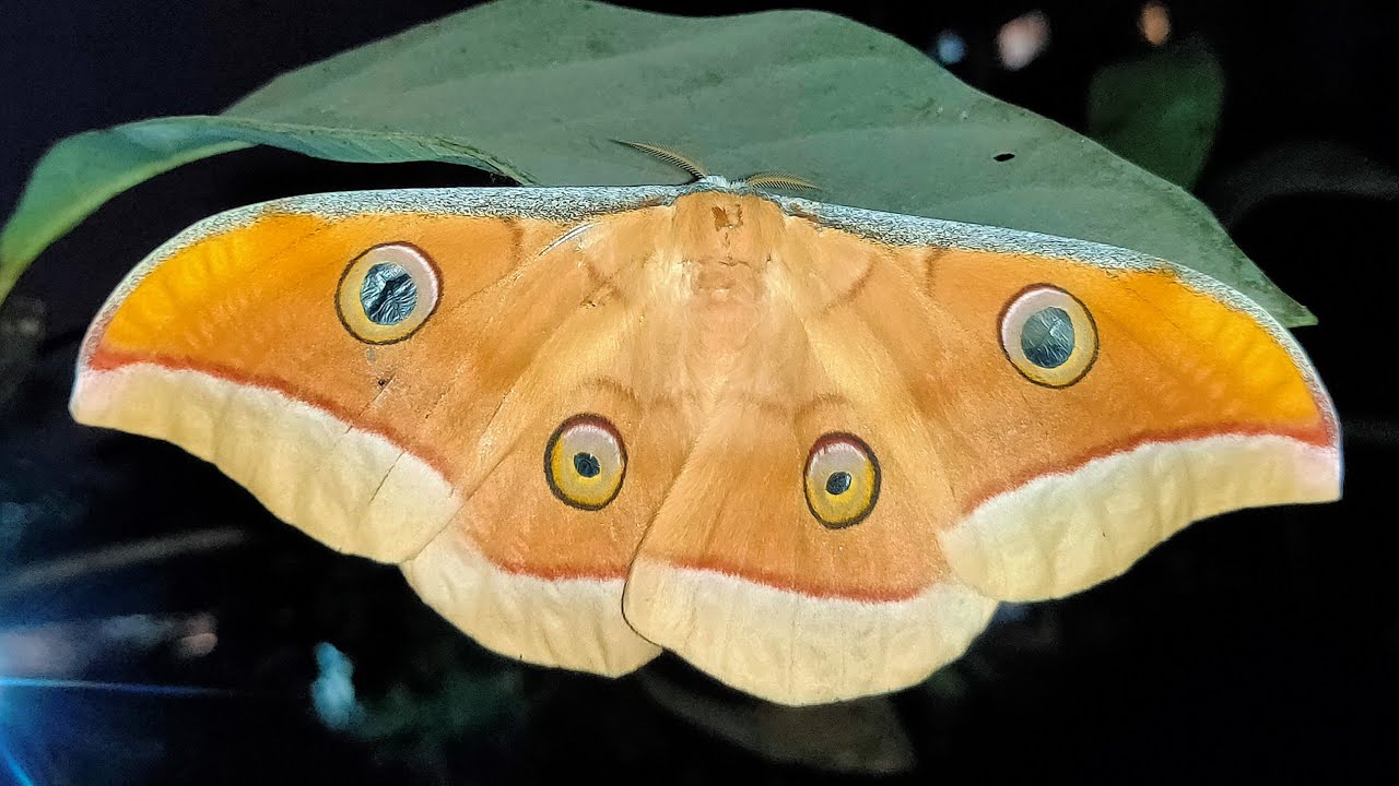 Life cycle of Tussar Silk Moth