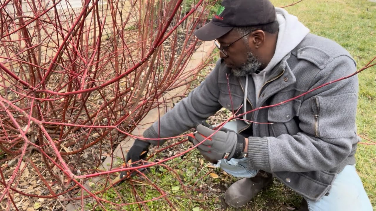Red Osier Dogwood and Black Knight Butterfly bush pruning