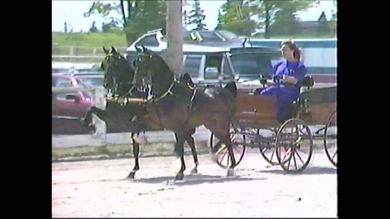 1989 OHA Futurity Hackney Team Classes