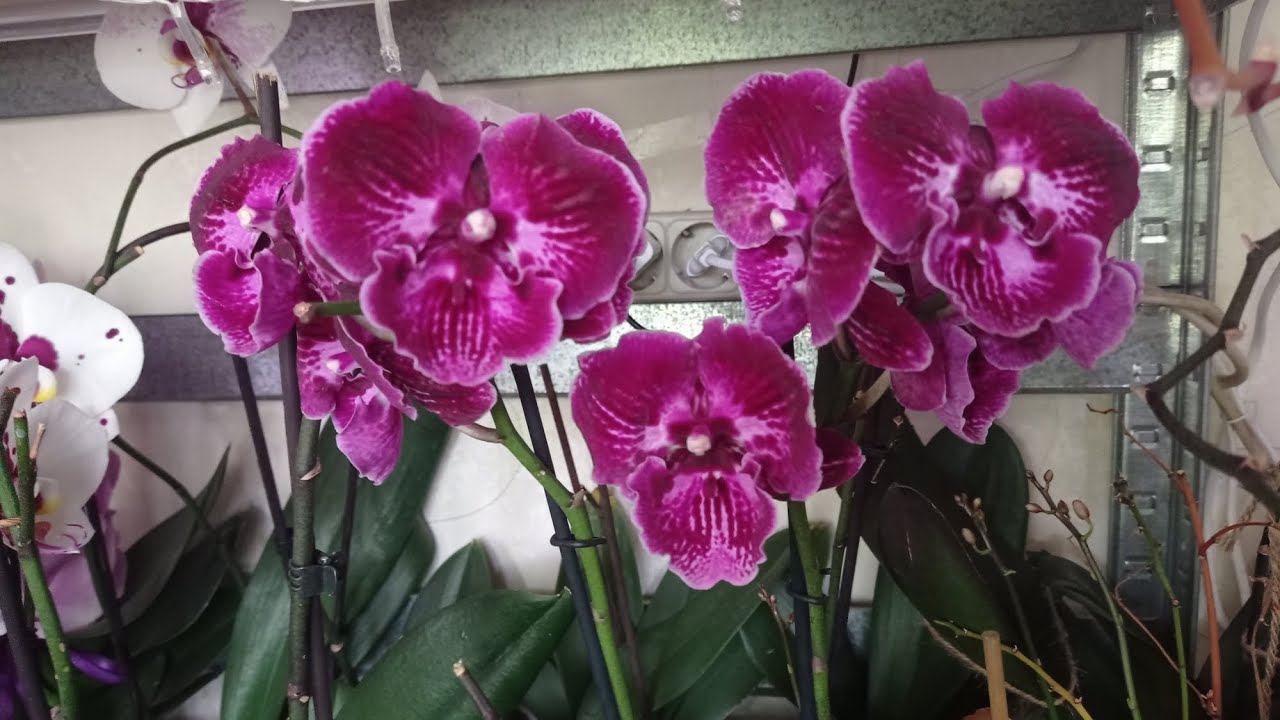 Как поживают мои новинки💮