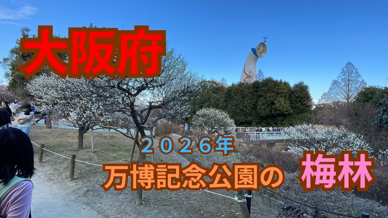 万博記念公園の梅林　大阪府吹田市の万博記念公園には約120品種・600本以上の梅が咲き誇ります。早春には紅白の花と香りが園内を彩り、太陽の塔とともに季節を感じられる名所です。