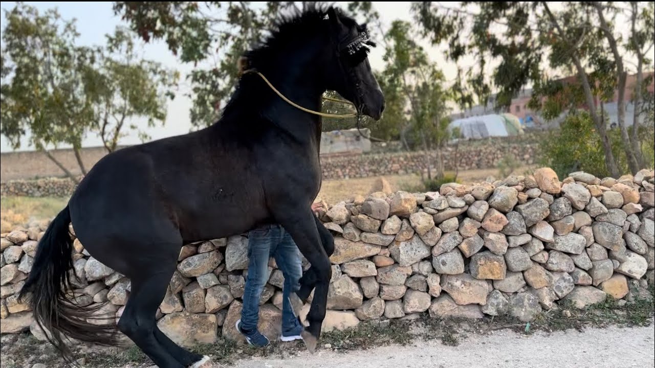 اجي تشوفو معانا الحصان العربي البربي نواف ج1