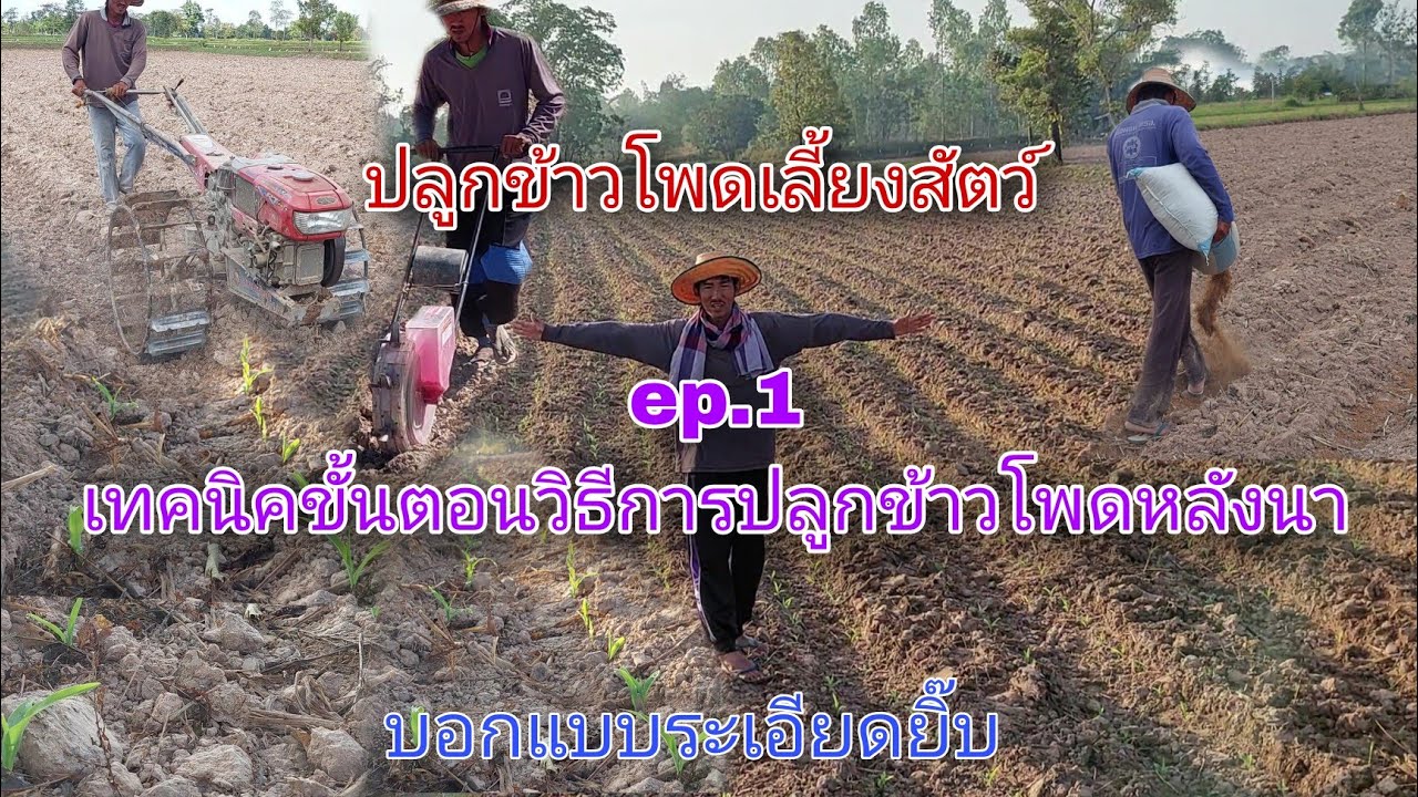 ปลูกข้าวโพดเลี้ยงสัตว์ ep.1เทคนิคขั้นตอนวิธีการปลูกข้าวโพดหลังนา