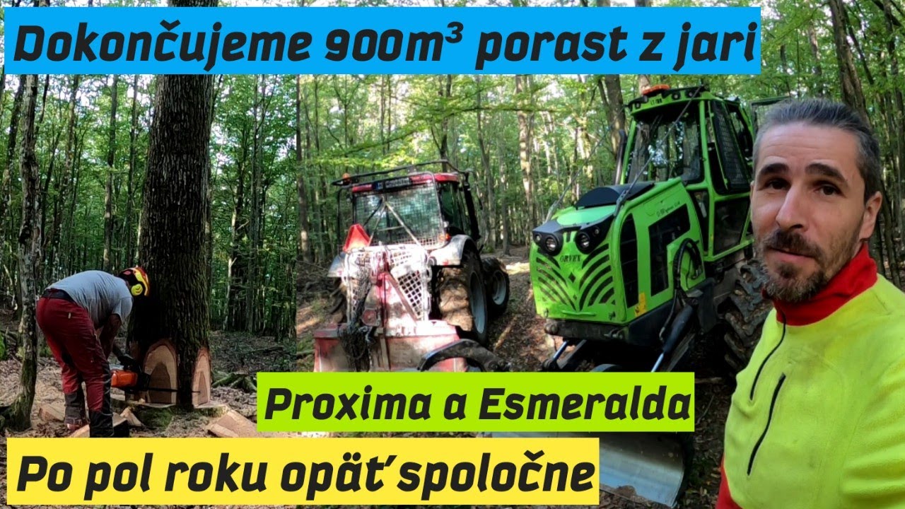 Ťažba dreva v 900 m³ poraste spoločne s Zetorom, Dokončujeme porast z jari, Stihl ms 462, Amles