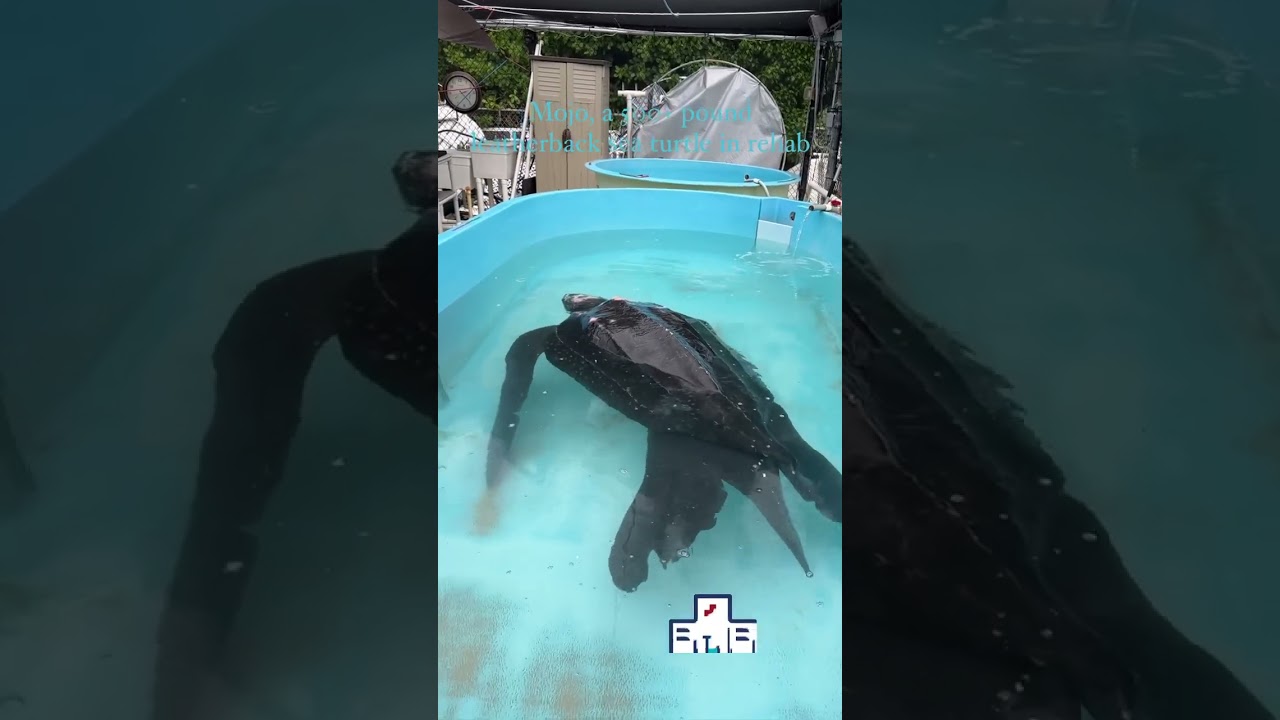 Massive leatherback sea turtle was rehabilitated at The Turtle Hospital over the weeke  #seaturtle