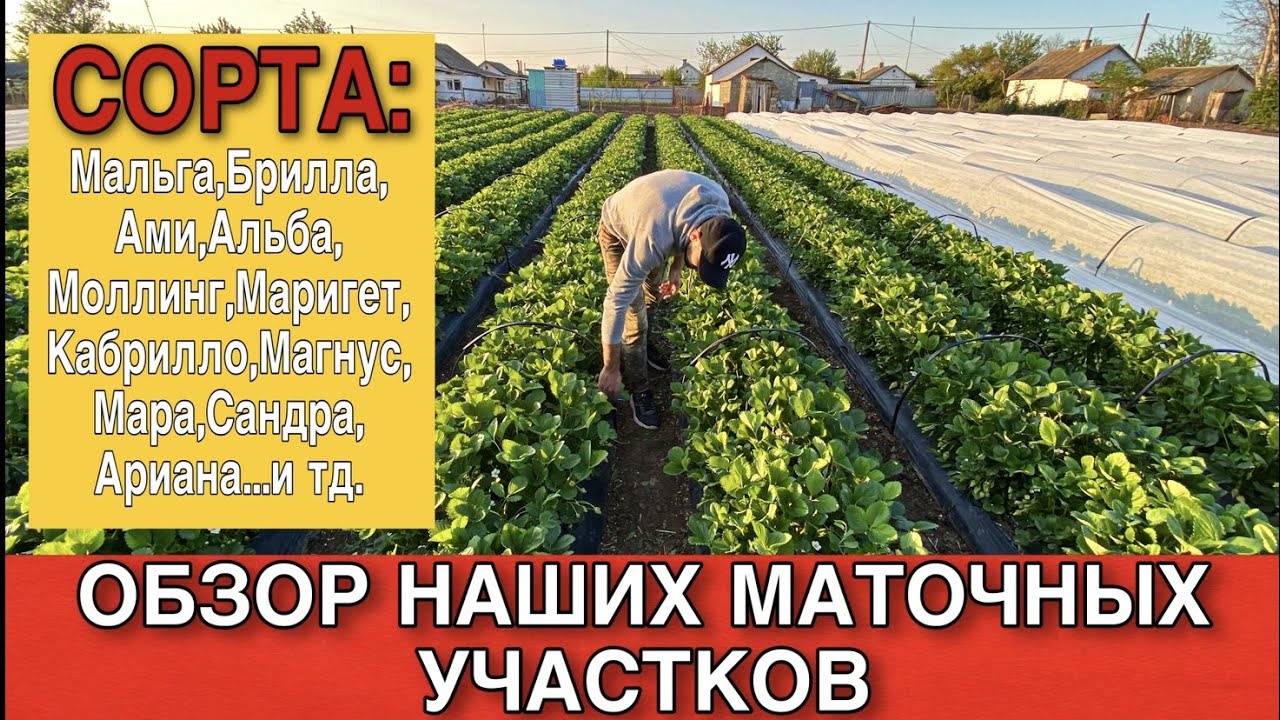 Обзор наших маточных участков.(Альба ,Сандра,Кабрилло,Маригет,Магнус,Брилла,Мара де Буа,Ами и тд.)