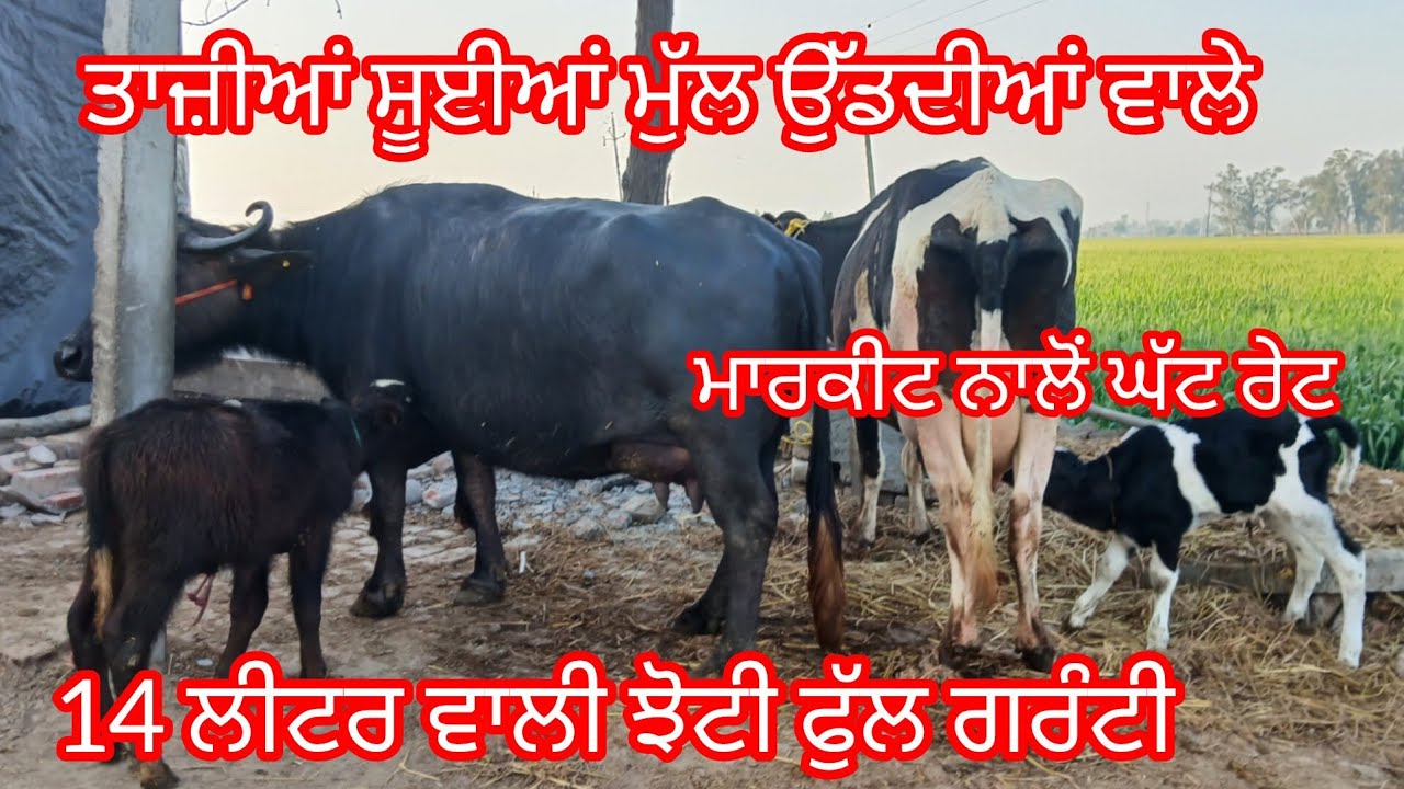  ਤਾਜੀ ਸੂਈ ਝੋਟੀ ਤਾਜ਼ੀ ਸੂਈ ਵੈੜ ਮੁੱਲ ਬਿਲਕੁਲ ਜਾਇਜ/buffalo and cow for sal cheema dairy farm 