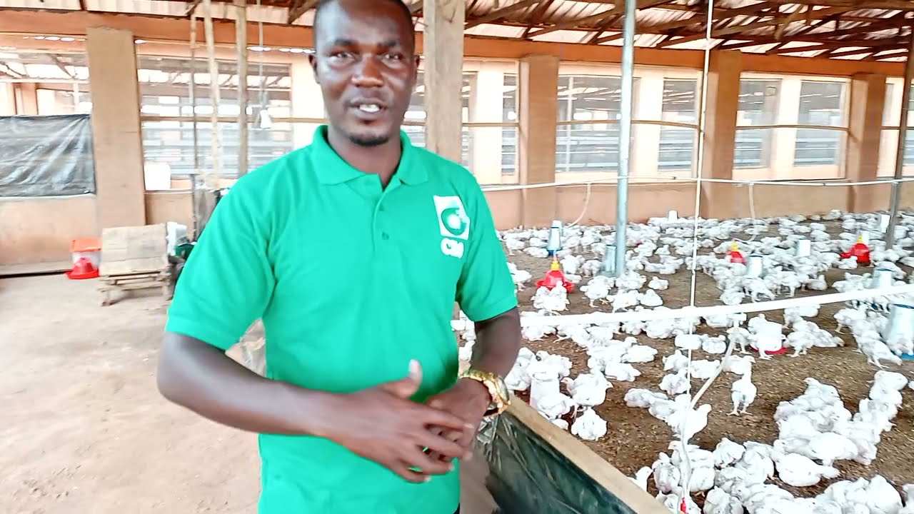 Massive Poultry Production in an Integrated Farm
