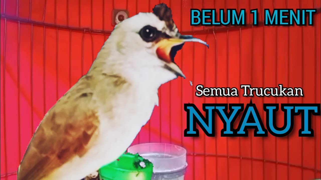Trucukan Bahan Ombyokan PAUT BISU AGAR BUNYI GACOR DENGAR SUARA TRUCUK GACOR NGALAS NGROPEL INI ‼️