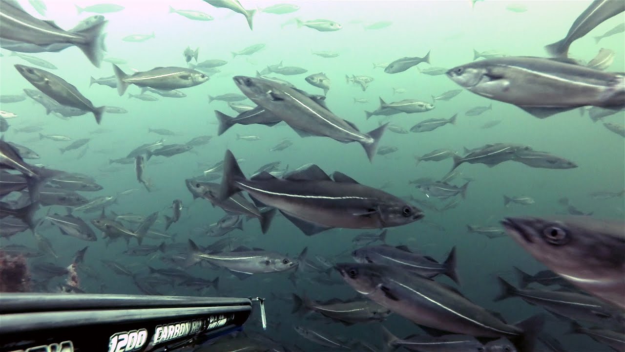 Spearfishing Norway November
