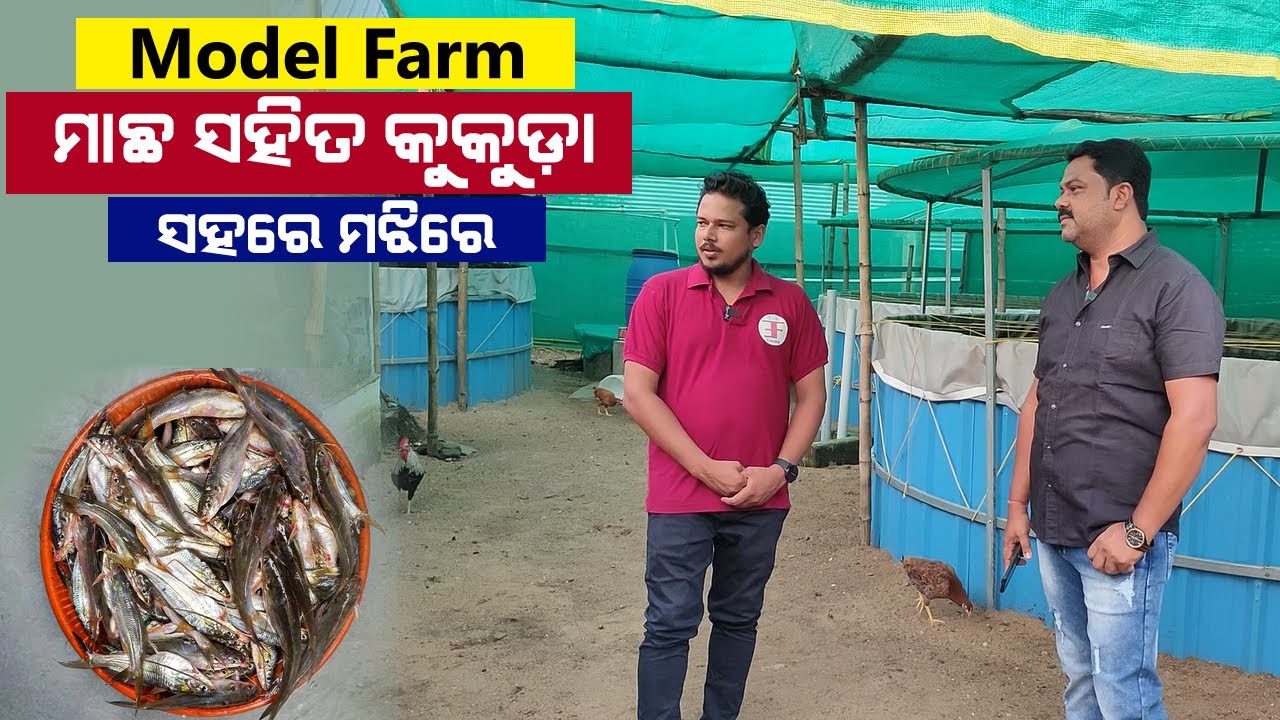 ସହର ମଝିରେ କେମିତି କରିବେ ମାଛ ସହିତ କୁକୁଡ଼ା ପାଳନ || Model Farm in Baripada | Biofloc Fish Farming Odisha