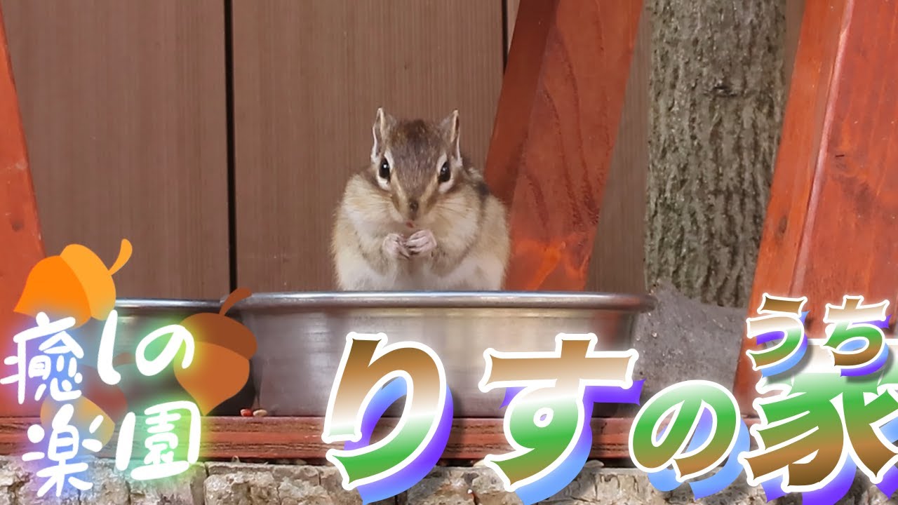 🐿️冬眠しないシマリスさんたちは、寒さ知らずで元気いっぱいでした🥰