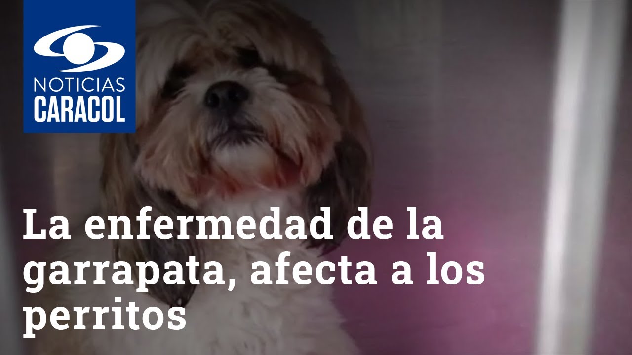 La enfermedad de la garrapata, la dolencia que afecta a los perritos