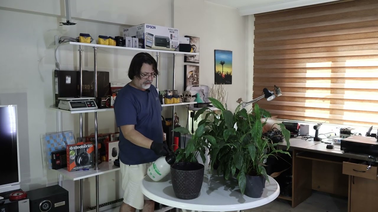 Spatifilyum barış çiçeği üretimi  .  2 Yıllık deneyim videosu #spathiphyllum