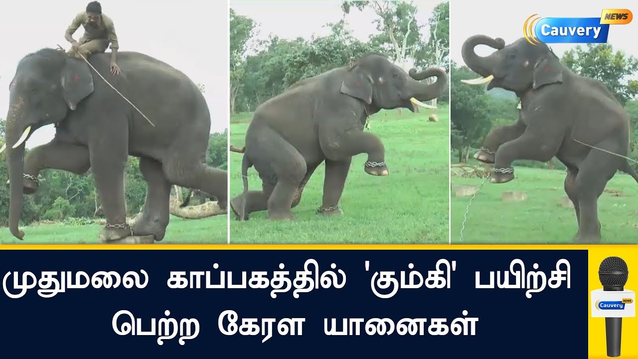 முதுமலை காப்பகத்தில் கும்கி பயிற்சி பெற்ற கேரள யானைகள் | Mudumalai National Park