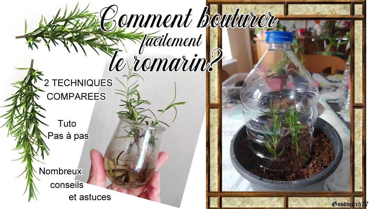 Comment bouturer et faire pousser du romarin - 2 techniques faciles tuto jardinage -