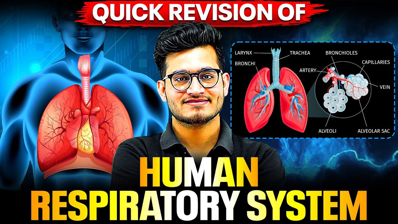 HUMAN RESPIRATORY SYSTEM - Quick Revision in 31 Minutes | Class 11th Zoology | PhysicsWallah