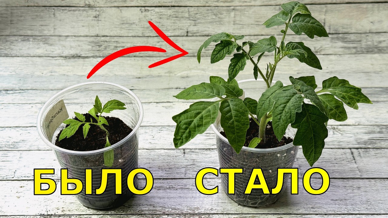 РАССАДА Не мудрите с подкормками, достаточно...