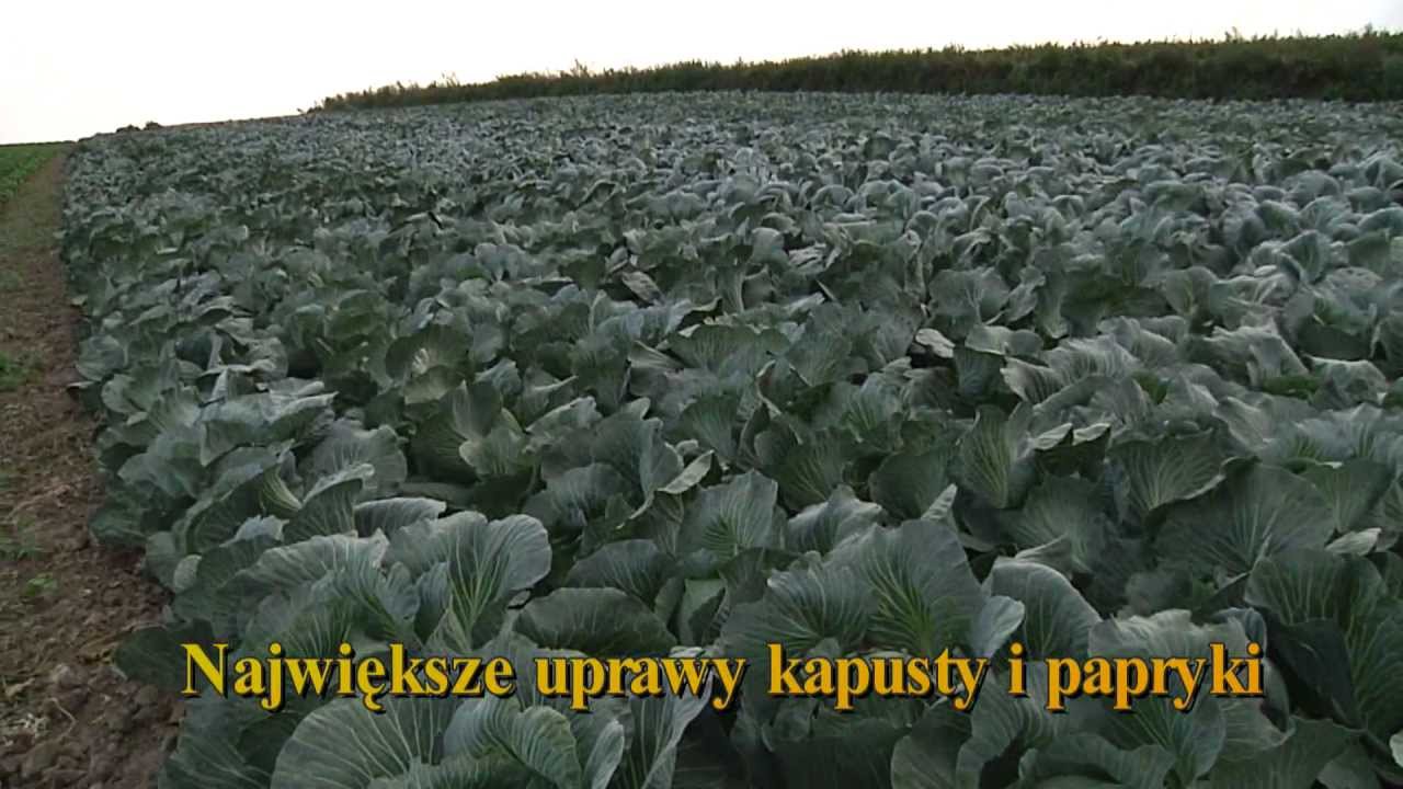 Gmina Igołomia-Wawrzeńczyce