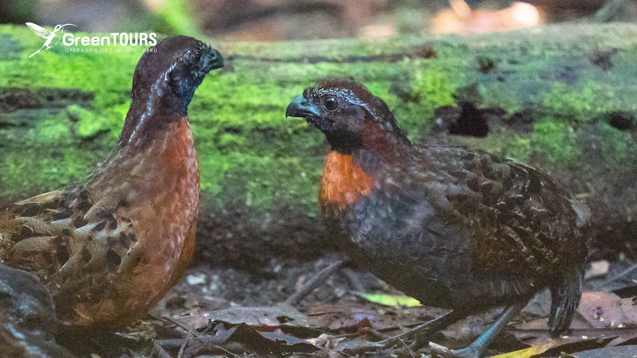 Northern Peru birding tour - Green Tours Peru
