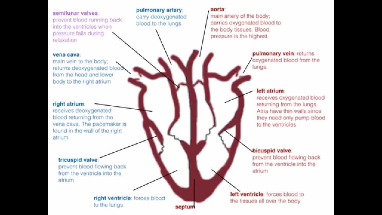 IGCSE. 2.7. The heart beat (Ms Cooper)