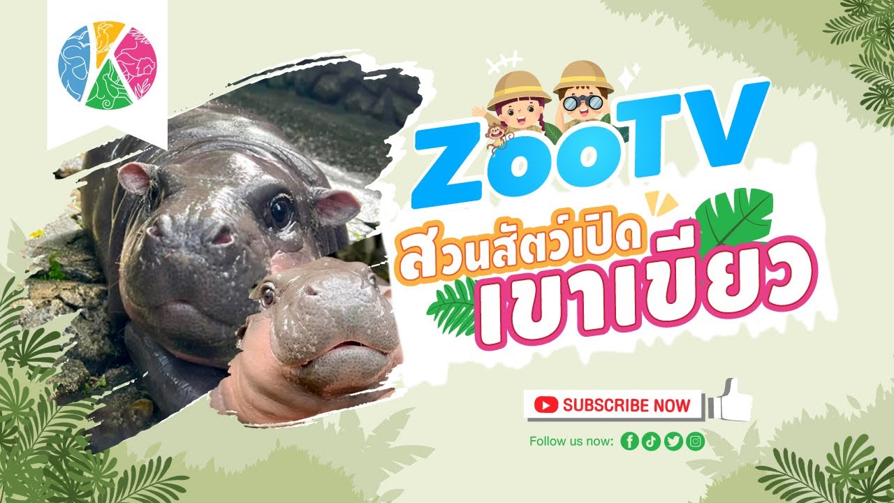 🔴 Live! หมูเด้ง Moo Deng | 23-2-2026 , 18:00 | Zoo TV สวนสัตว์เปิดเขาเขียว