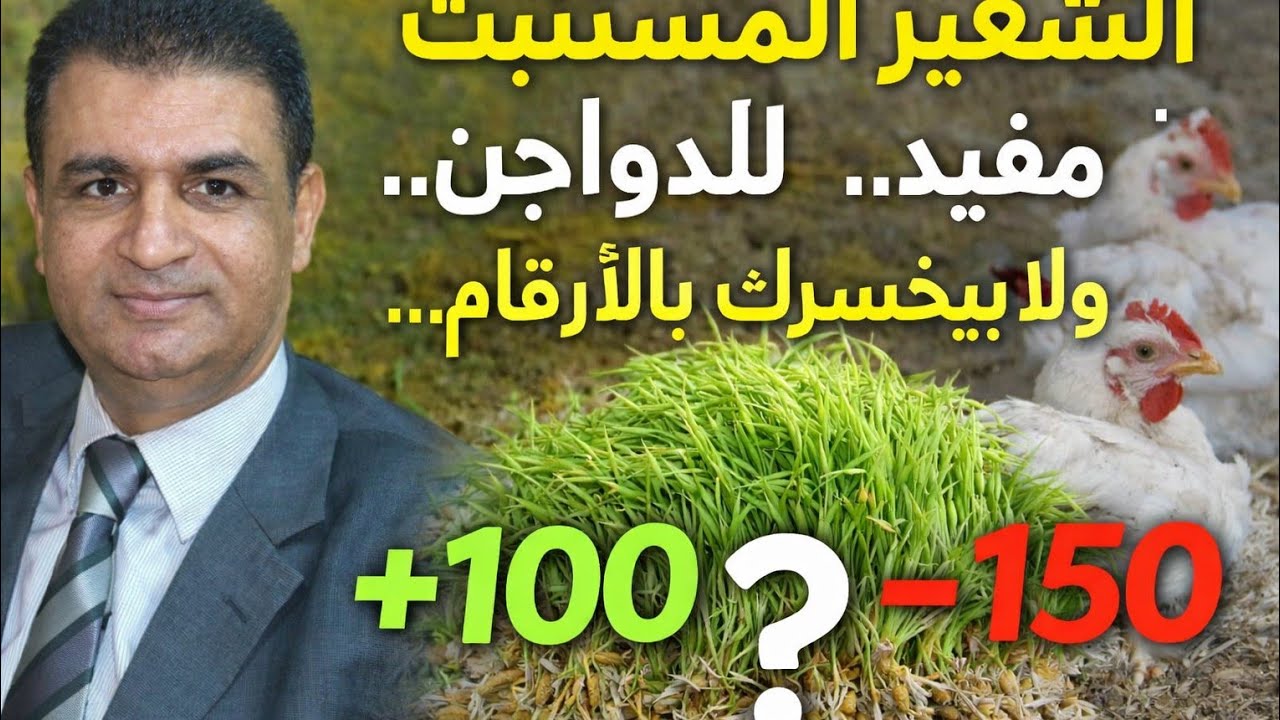 الشعير المستنبت مفيد للدواجن...ولا بيخسرك..بالارقام
