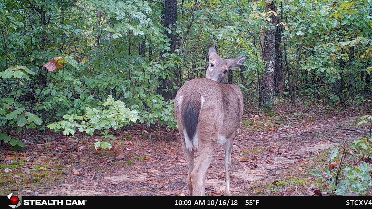 Stealth Cam XV4