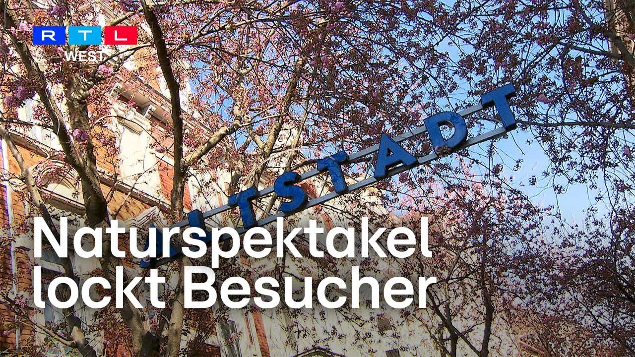 Bonn verdient am Kirschblüten-Boom – doch das hat seinen Preis | RTL WEST