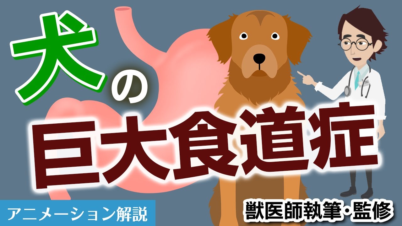 犬の巨大食道症について【獣医師執筆監修】症状から治療方法