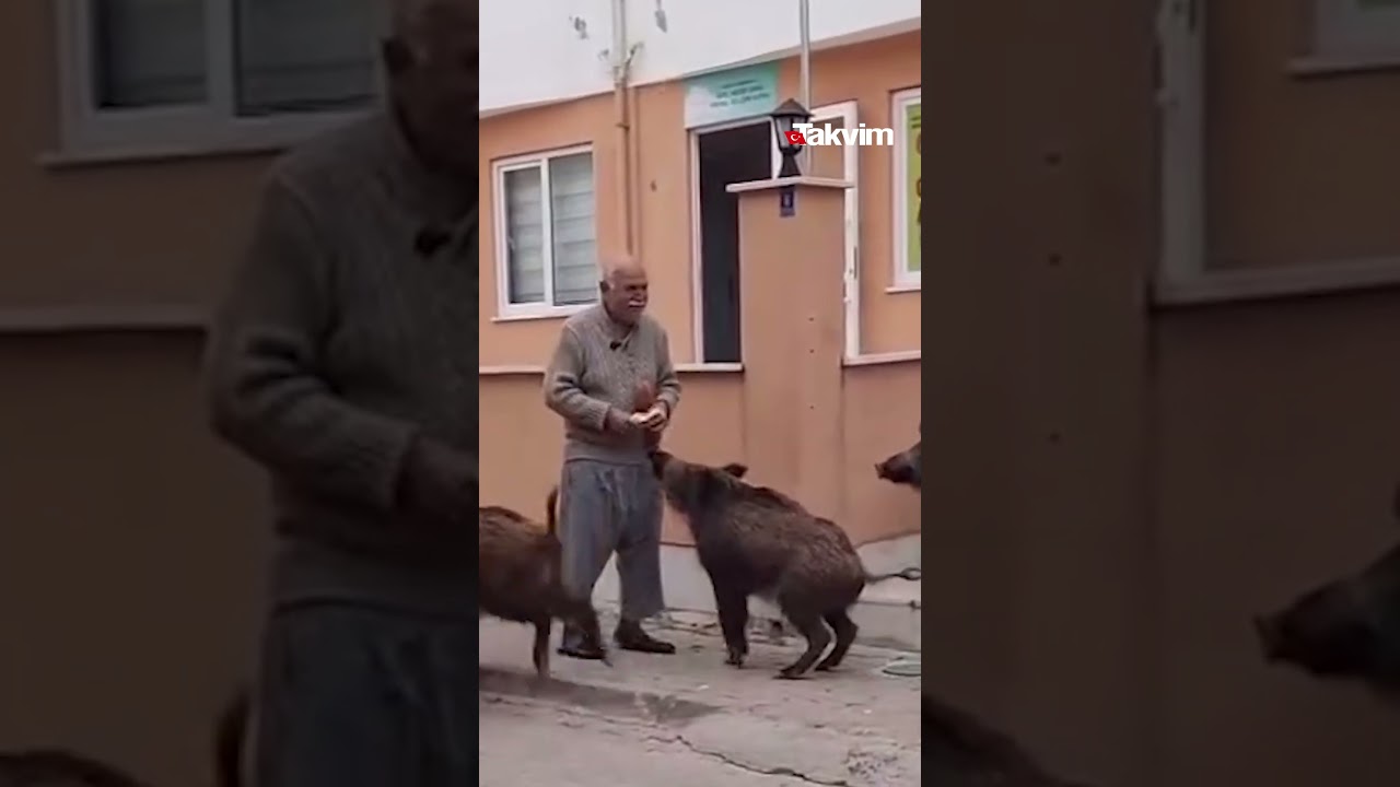Muğla Marmaris'te anaokulunun yanındaki bahçeye giren domuzlar