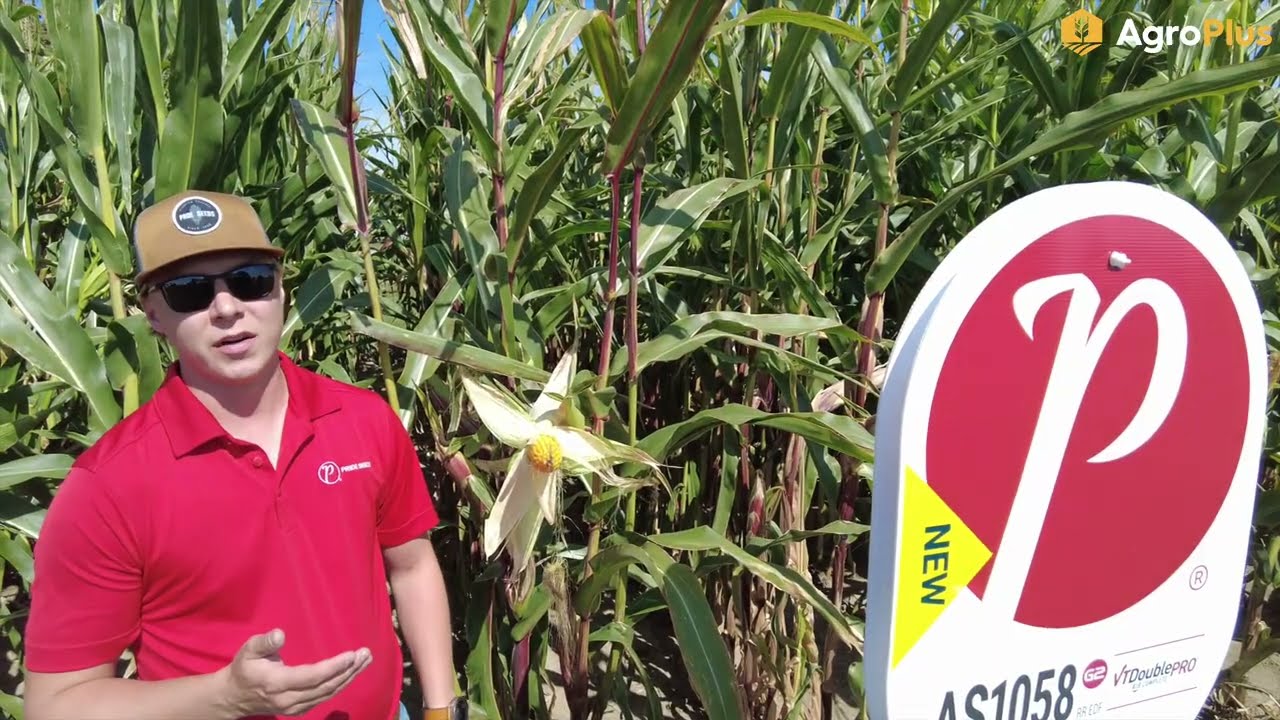 AgroPlus News from the field Sept 12, 2025
