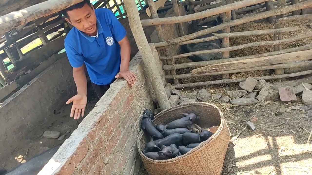 Raising piglets with love for happy & healthy ones