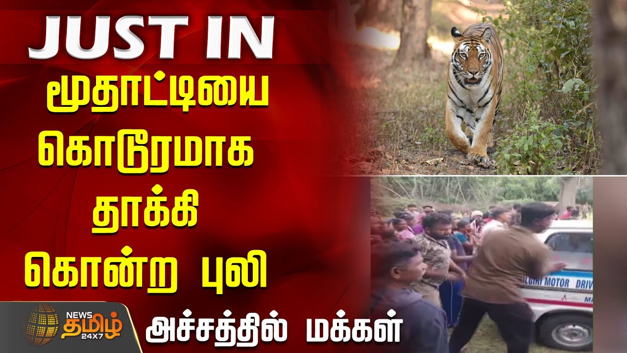 மூதாட்டியை கொடூரமாக தாக்கி கொன்ற புலி - அச்சத்தில் மக்கள் | NilgirisTigerAttack