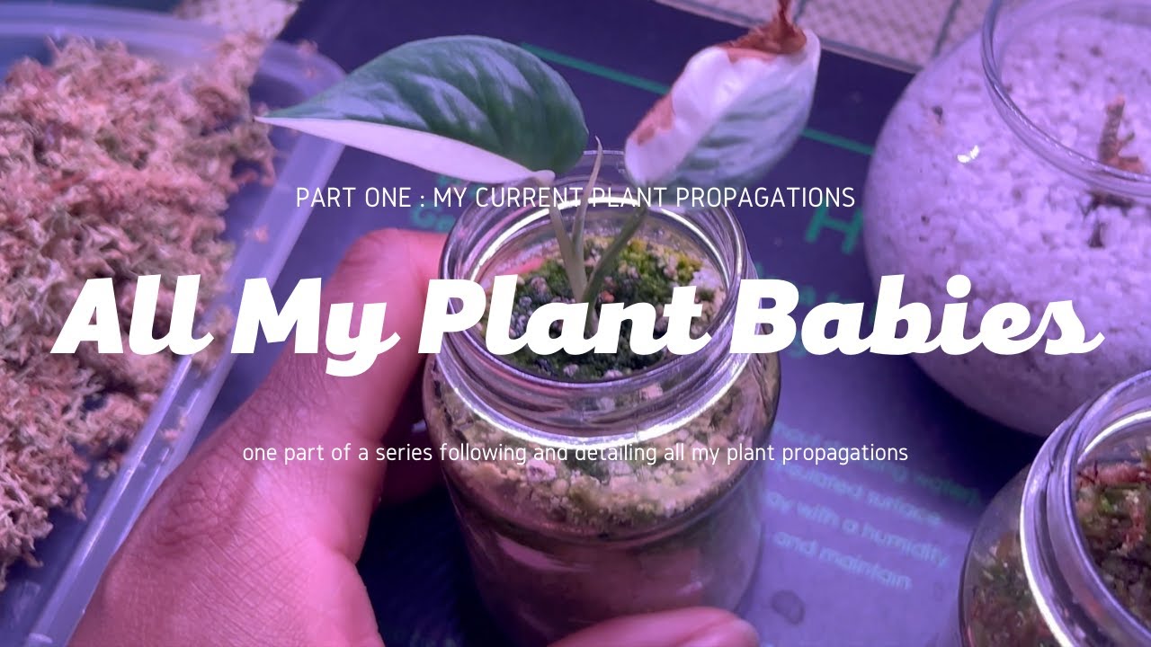 All My Plant Babies | My Current Plant Propagations | Plant Propagations Part I