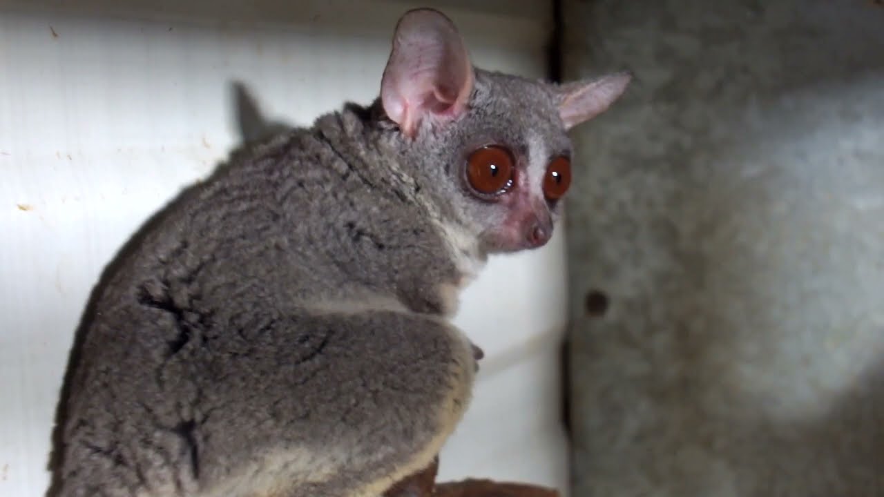 Звуки которые издают галаго.