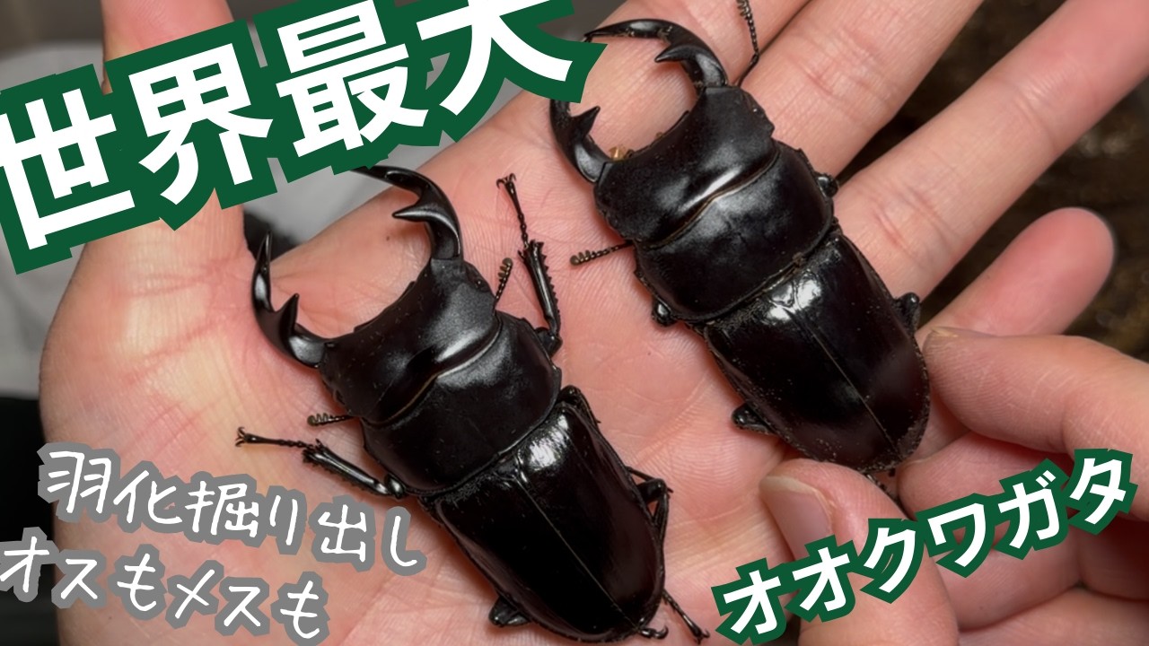 自己記録更新したい。世界最大のオオクワガタの羽化掘り出し【ラオス産】