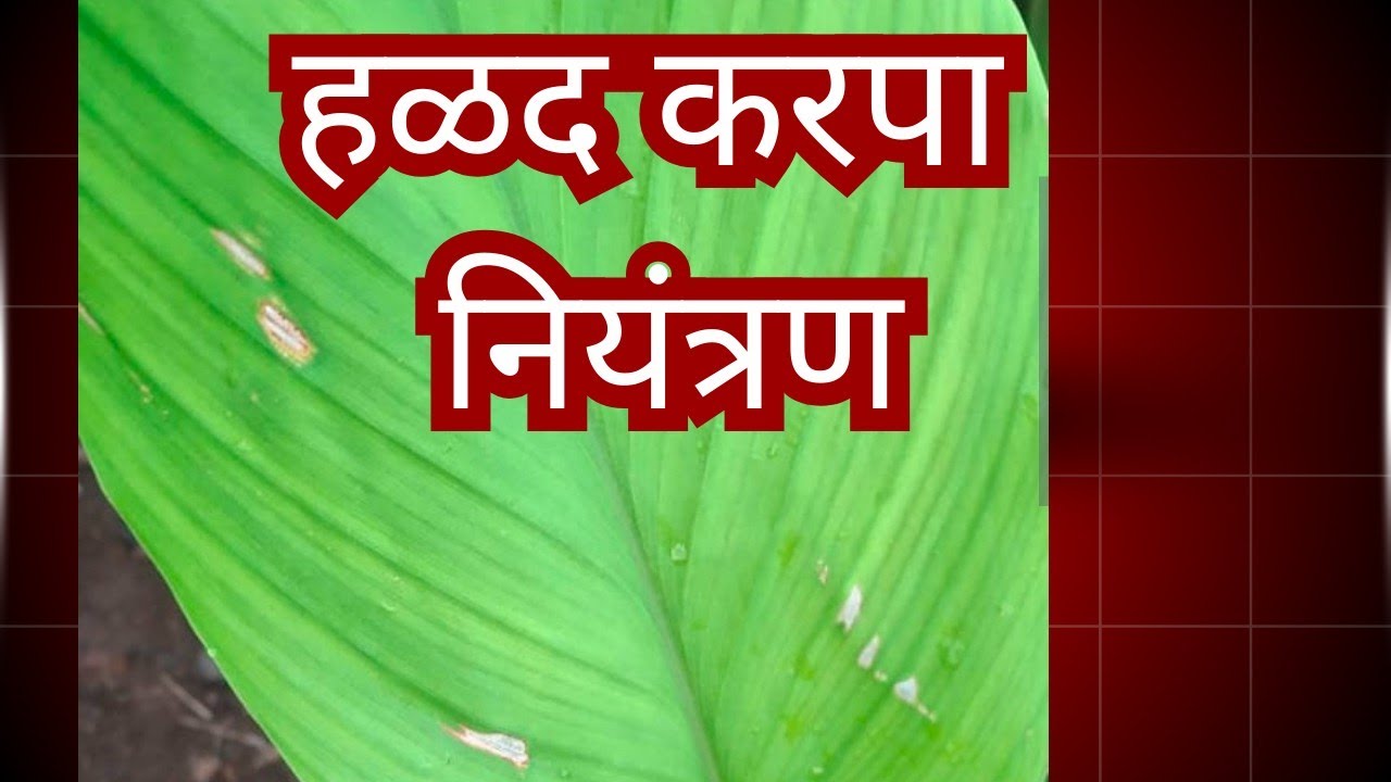 हळद करपा व कंदसड यावर जैविक उपाय ll Halad Karapa