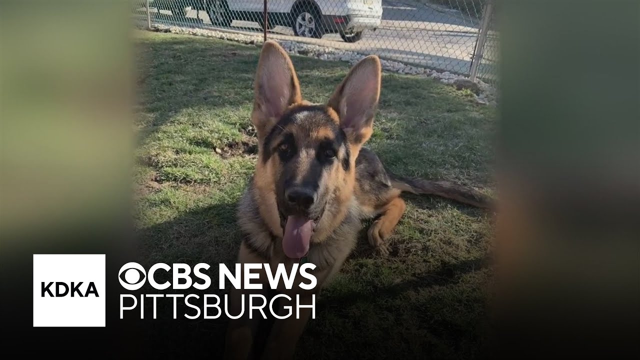 Pittsburgh man pleads for return of missing German shepherd