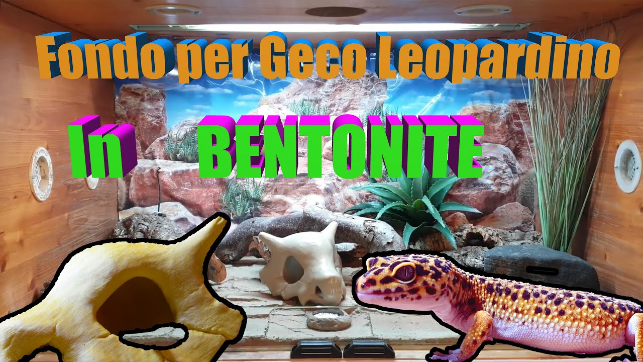 Creare un setup per Geco Leopardino #leopardino #setup #naturalistico