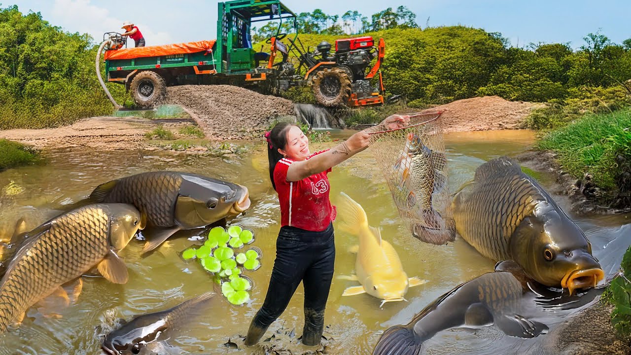 Use High Capacity Pump To Drain Fish Pond - Harvesting A Lot Of Catfish - Farm Life | Đào Daily Farm