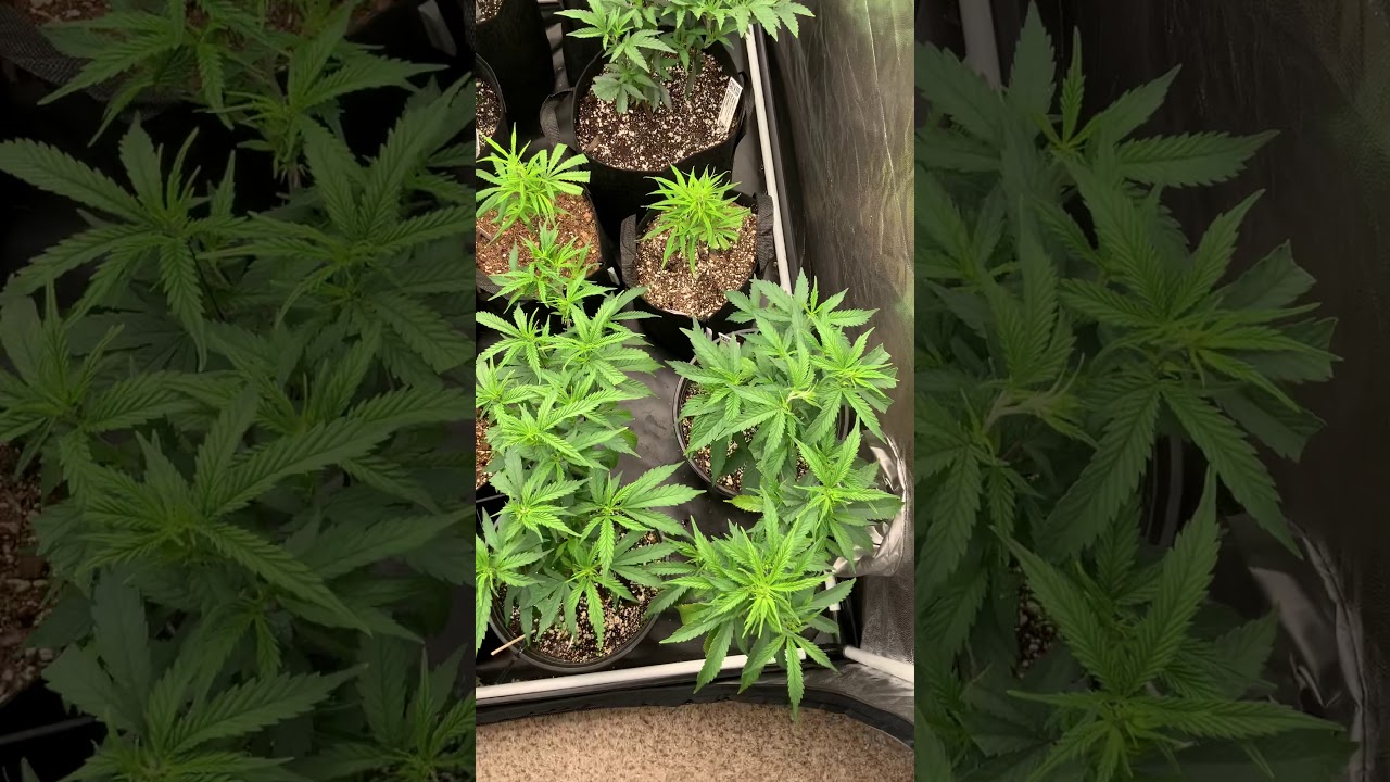 Growing bud in 4x4 grow tent